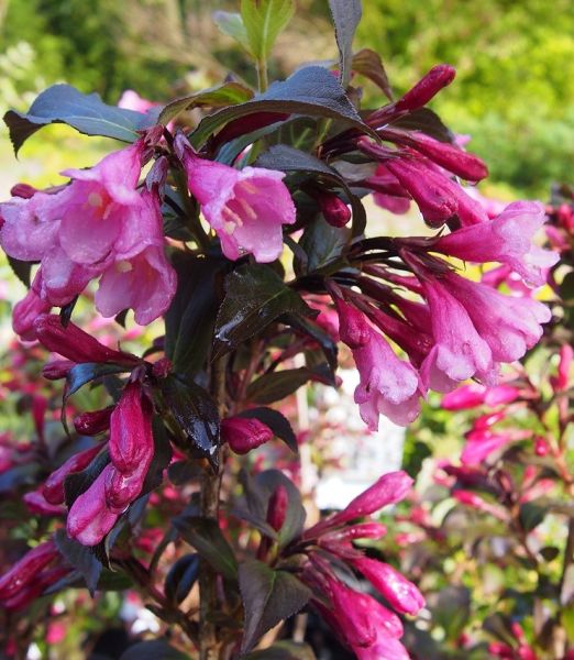 Weigela florida 'Nana Purpurea'